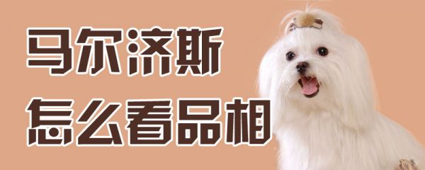 马尔济斯怎么看品相