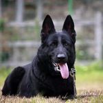 纯种东德牧羊犬幼犬活体双血统德国黑背捷克狼犬看家护院墨界黑犬