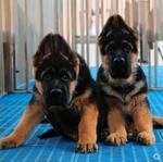 纯种德牧幼犬活体赛级德国牧羊犬弓背黑背狼狗警犬大型犬宠物狗狗