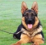 德国牧羊犬幼犬活体狗狗小狗狼狗德牧工作犬护卫犬宠物犬纯白德牧