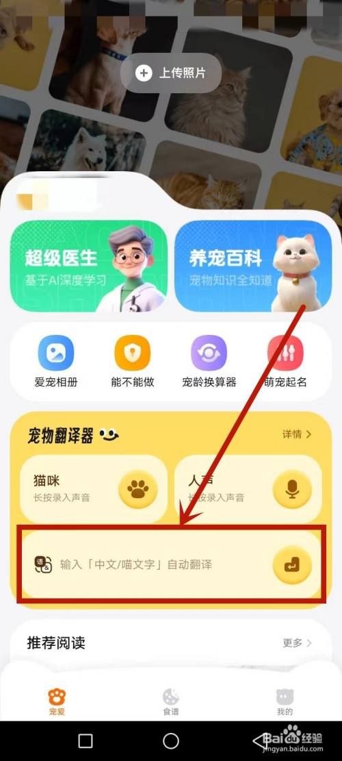 宠爱怎么给猫下指令