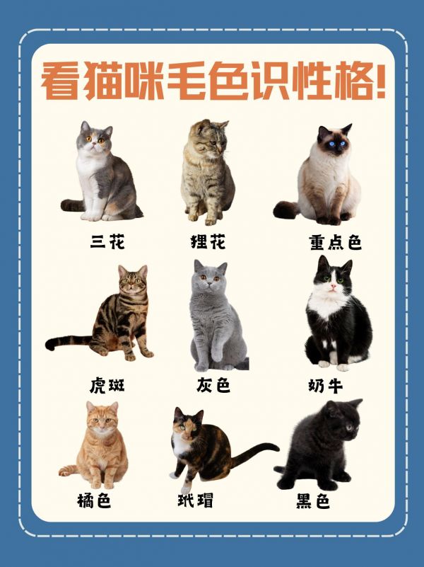 根据毛色看猫咪性格，请毛孩子对号入座！猫咪的毛色多种多样，常见的有：橘色、黑色、白色、灰色、虎斑、奶牛色、三花（黑色、白色和橘色混合）、蓝色、巧克力色、奶油色等。 橘色猫咪通常给人以温暖和友好的感觉； 黑色猫咪显得神秘而优雅； 白色猫咪纯净而高贵； 灰色猫咪则给人以稳重的感觉。 虎斑和奶牛色猫咪活泼可爱， 三花猫因其独特的毛色组合而备受喜爱。 每种毛色都有其独特的魅力，共同构成了猫咪世界的多彩多姿。