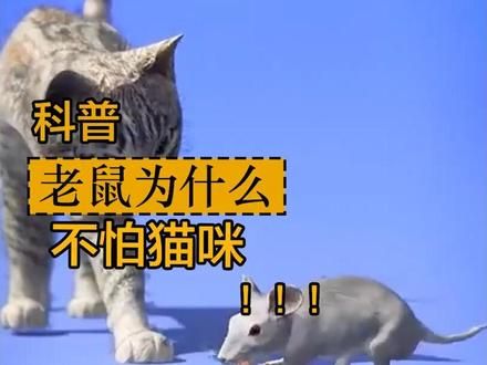 为什么老鼠不怕猫，原来是弓形虫在作祟 #科普 #涨知识 #老鼠不怕猫 #生物科普