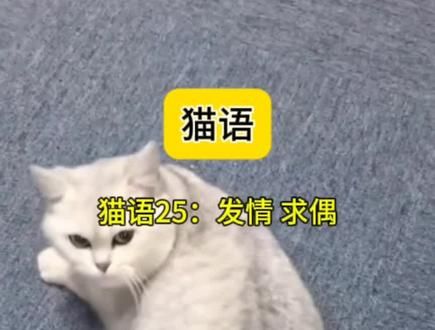 加大音量给你家小公猫听这个声音，看看它是什么反应吧。#猫语十级 #猫语翻译器 #发情期