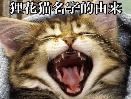 狸花猫的名字为什么这么特别？ #狸花猫真的不好惹 #田园猫