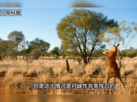 袋鼠的繁衍