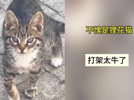 狸花猫打架牛批的真相，不愧是你啊#猫咪 #萌宠 #狸花猫真的不好惹