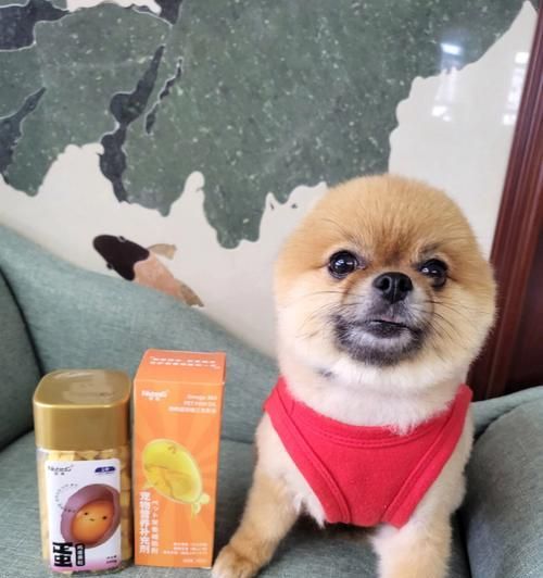 改善宠物狗狗毛色的方法（让你的爱犬更加美丽健康）