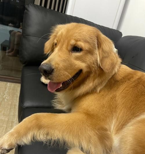 改善宠物狗狗毛色的方法（让你的爱犬更加美丽健康）