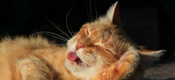 宠物猫咪舔毛毛变黄的原因与解决方法（如何让你的猫咪毛色恢复清新亮丽）
