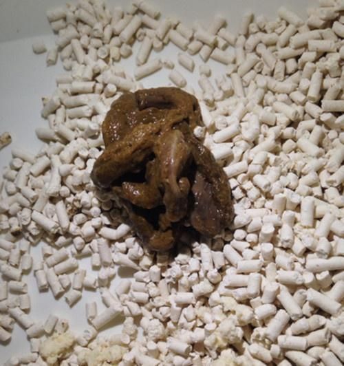 狗拉软便的原因与应对方法（了解宠物健康）
