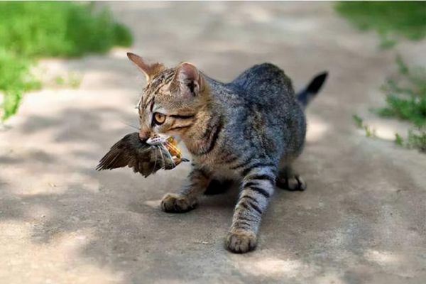 怎么训练猫咪握手和击掌