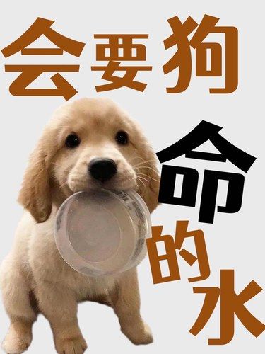 千万不要再给狗狗喝这些水了！！