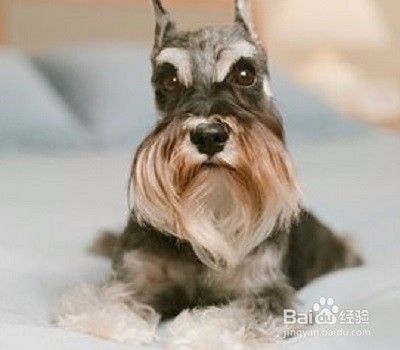 雪纳瑞幼犬如何喂养