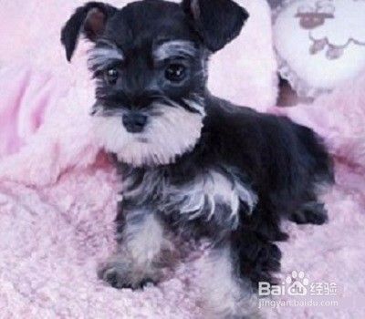 雪纳瑞幼犬如何喂养