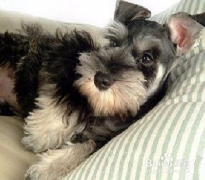 雪纳瑞幼犬如何喂养