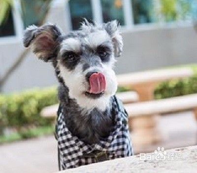 雪纳瑞幼犬如何喂养