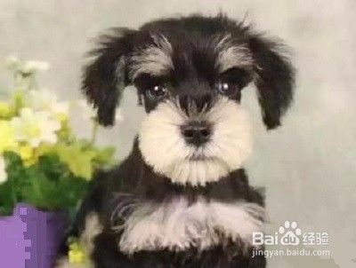 雪纳瑞幼犬如何喂养