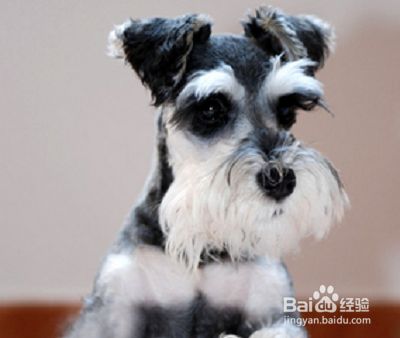 雪纳瑞幼犬如何喂养