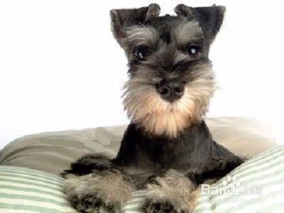 雪纳瑞幼犬如何喂养