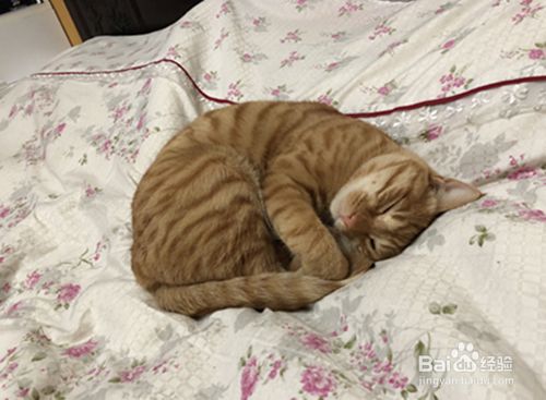猫老了怎样补充营养