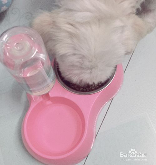 猫老了怎样补充营养