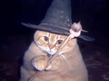 猫猫巫师 祝被指到的人天天开心～ #小猫#猫咪#萌到爆炸了 #这小猫谁养谁不迷糊啊 #谁能拒绝傻憨憨的小猫咪