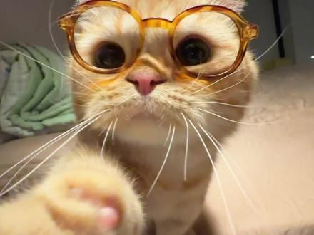 姐姐 今天早点回家#这个猫头好上头 #心思全写在脸上的猫 #这小猫谁养谁不迷糊 #万物可爱计划 #笨蛋小猫
