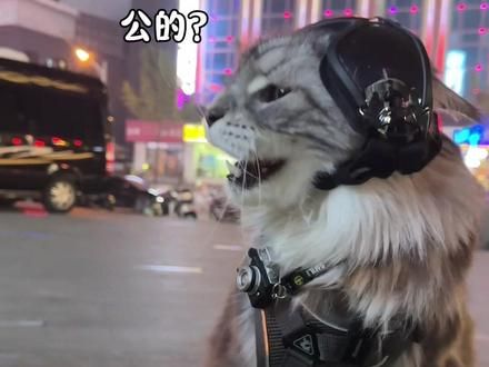 长沙灰猫警长站岗情绪稳定火出圈，今天塌方#长沙网红猫皮卡丘 #抖音双11百大萌主 #萌宠出道计划 #缅因猫