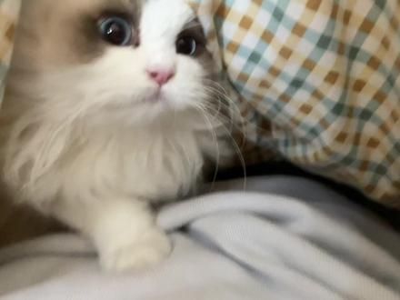 这大概就是养猫的意义吧 怎么能不被治愈呢 #萌宠出道计划 #萌到爆炸了 #这小猫不得给我迷死啊 #它真的好像个小宝宝 #小猫治愈世界