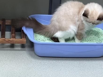 放出来让不会埋的布偶猫家长羡慕羡慕#布偶猫 #记录猫咪日常