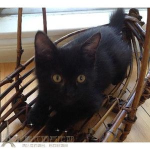 家养纯种孟买猫幼猫活体孟加拉小黑豹短毛黑猫宠物猫纯黑色y