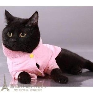 贵阳/实体猫舍/家养猫咪纯种孟买黑猫孟加拉小黑豹黑色孟买猫幼猫