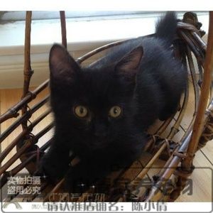 家养纯种孟买猫幼猫活体孟加拉小黑豹招财猫黑猫宠物猫纯黑色q