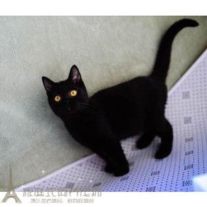 家养猫咪纯种孟买黑猫孟加拉小黑豹黑色孟买猫幼猫短毛活体y