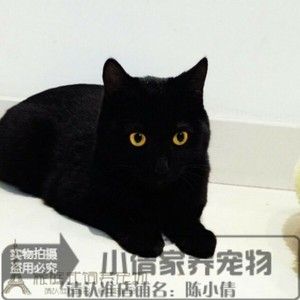 山西/实体猫舍/家养纯种孟买猫幼猫活体孟加拉小黑豹招财猫黑猫宠