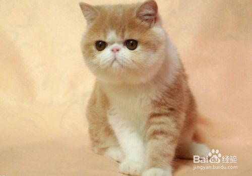 怎么辨别加菲猫
