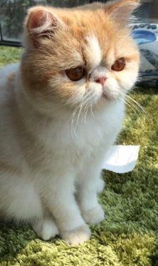 怎么辨别加菲猫