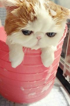 怎么辨别加菲猫