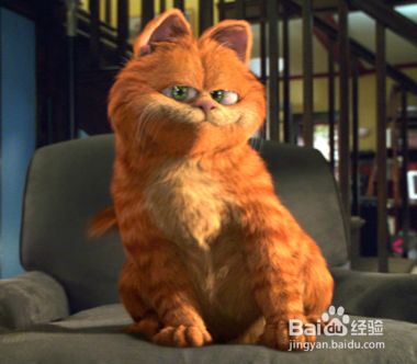 怎么辨别加菲猫
