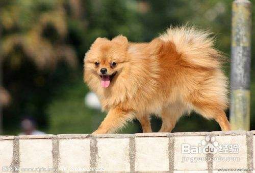 五招巧妙应对博美犬毛发打结