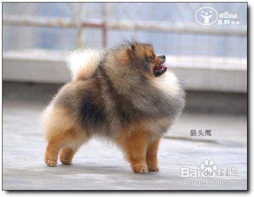 五招巧妙应对博美犬毛发打结