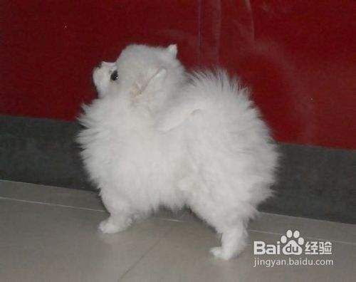 五招巧妙应对博美犬毛发打结