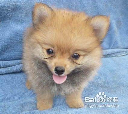 五招巧妙应对博美犬毛发打结