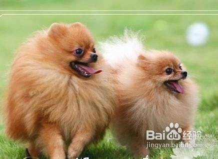 五招巧妙应对博美犬毛发打结