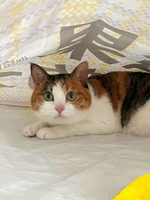 适合女生养的猫——三花猫，独特的花纹与温柔的性格
