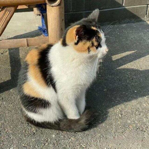 适合女生养的猫——三花猫，独特的花纹与温柔的性格