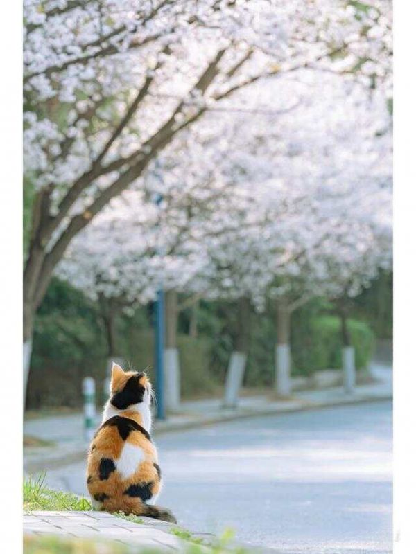 适合女生养的猫——三花猫，独特的花纹与温柔的性格