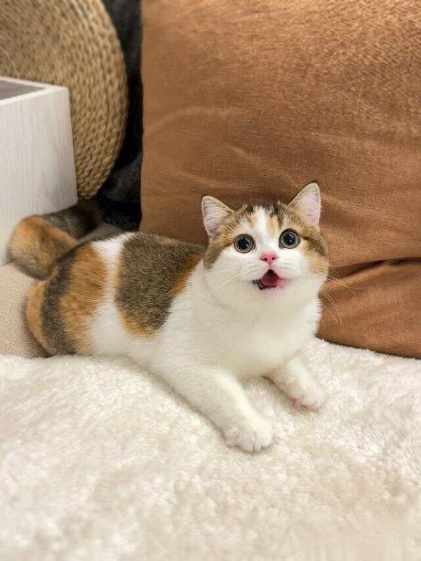 适合女生养的猫——三花猫，独特的花纹与温柔的性格