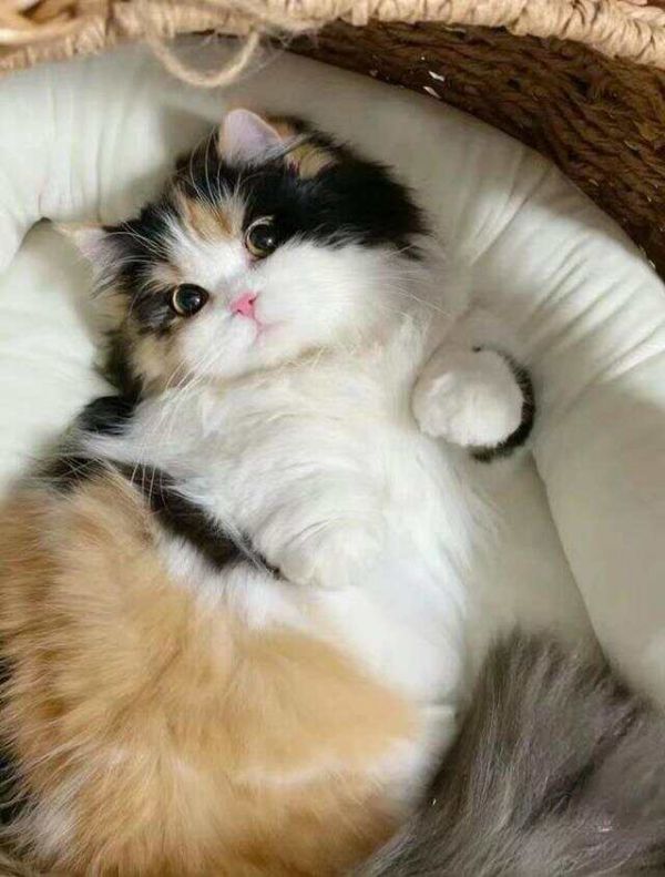 适合女生养的猫——三花猫，独特的花纹与温柔的性格
